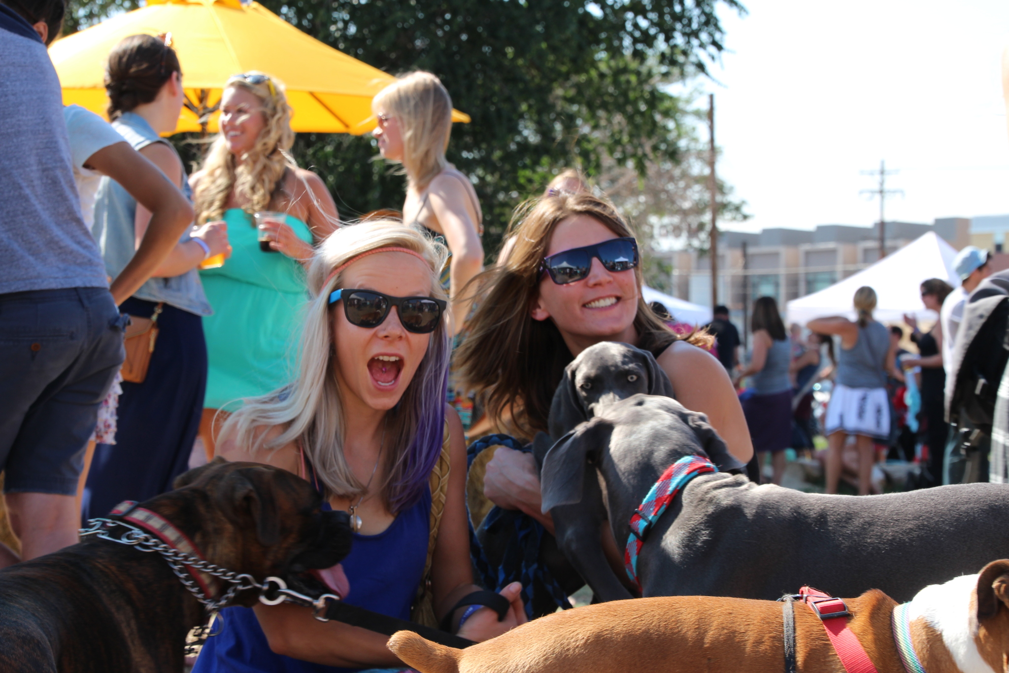 Dogs at Denver BAZAAR